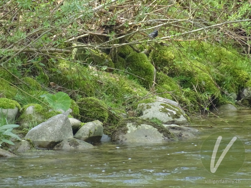 Haus-Rotschwanz: Übersicht